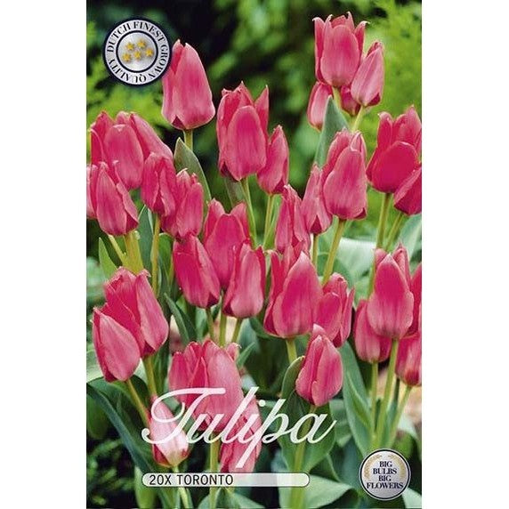 Tulpan Toronto 20-pack